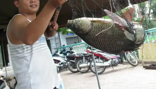 Sẹ Cá Là Gì? Khái Niệm Cơ Bản Trong Nuôi Cá Cảnh