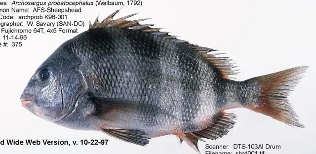 Sea Bream Là Cá Gì? Tổng Quan Về Loài Cá Biển Được Yêu Thích Trên Toàn Thế Giới