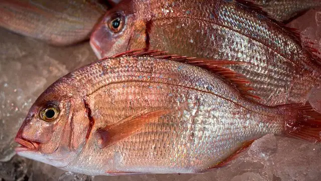 Sea Bream Là Cá Gì? Tổng Quan Về Loài Cá Biển Được Yêu Thích Trên Toàn Thế Giới