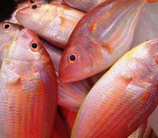Sea Bream Là Cá Gì? Tổng Quan Về Loài Cá Biển Được Yêu Thích Trên Toàn Thế Giới