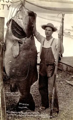 Seabass Là Cá Gì
