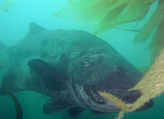 Seabass Là Cá Gì