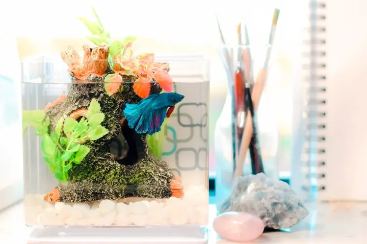 Một Số Mẫu Bể Cá Mini Tự Làm Đẹp, Ấn Tượng Một Số Mẫu Bể Cá Mini Tự Làm Đẹp, Ấn Tượng