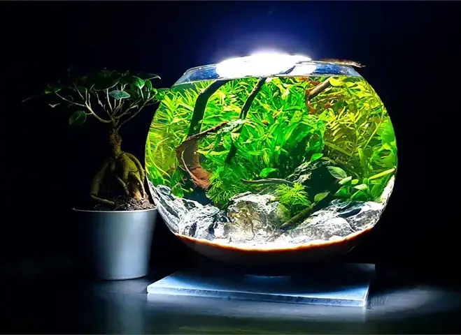 Hướng Dẫn Các Bước Setup Bể Cá Mini Tròn Chi Tiết