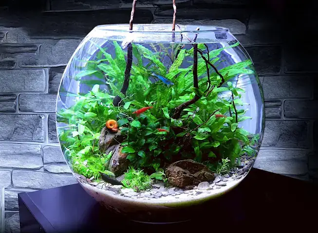 Tại Sao Nên Chọn Bể Cá Mini Tròn?
