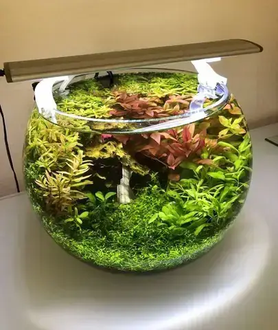 Chuẩn Bị Gì Trước Khi Setup Bể Cá Mini Tròn?
