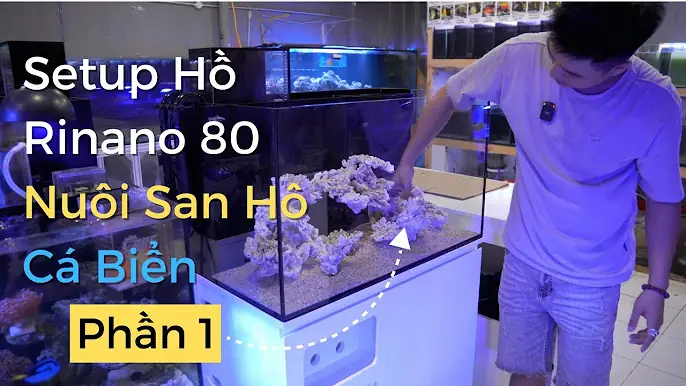 Hướng Dẫn Setup Hồ Cá Biển Mini Cho Người Mới Bắt Đầu