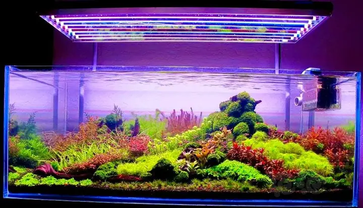 Các Mẫu Hồ Thủy Sinh Do Nghệ Nhân Nhật Bản Thực Hiện