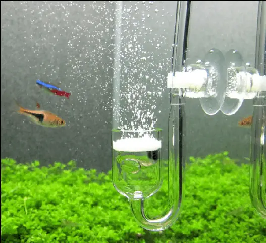 Bước 4: Setup Hệ Thống Bơm Khí Co2 Và Lọc Nước Trước Khi Cho Nước Vào
