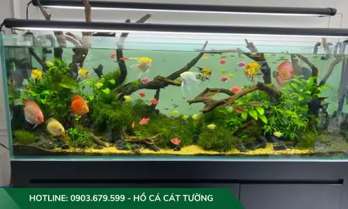 Mẫu Hồ Cả Thủy Sinh Do Công Ty Cát Tường Thiết Kế Và Thi Công
