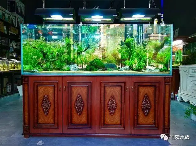 Các Mẫu Hồ Thủy Sinh Do Nghệ Nhân Nhật Bản Thực Hiện