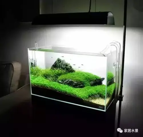 Các Mẫu Hồ Thủy Sinh Do Nghệ Nhân Nhật Bản Thực Hiện