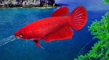 Shop Bán Cá Betta Đẹp Được Nhiều Người Yêu Thích