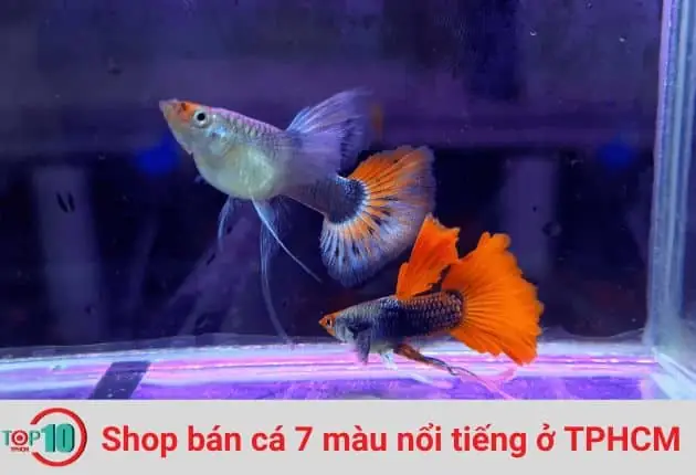 Shop Cá 7 Màu Sáu Trang