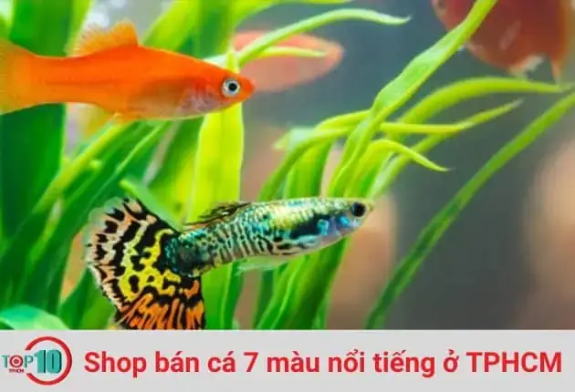 Tại Sao Cá 7 Màu Lại Được Ưa Chuộng Đến Vậy?