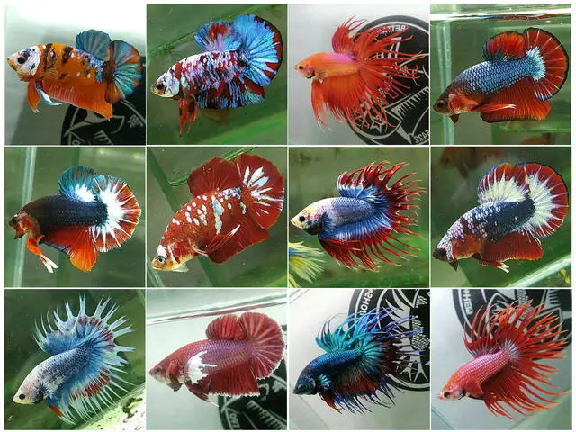 Betta Top One Sales