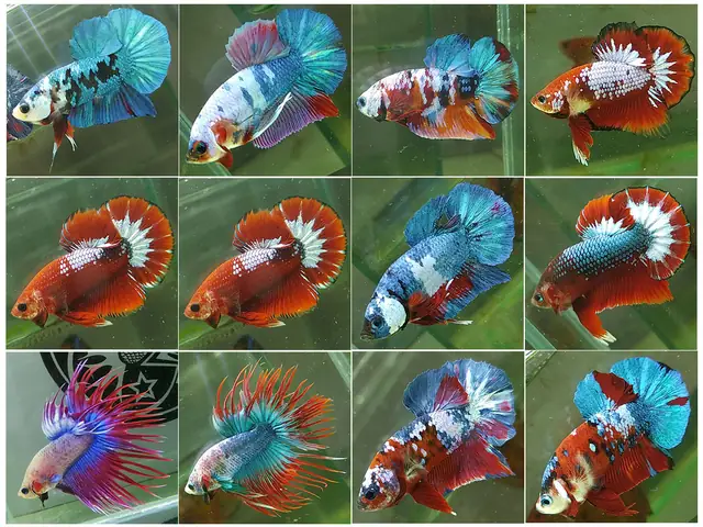 Betta Super Garden