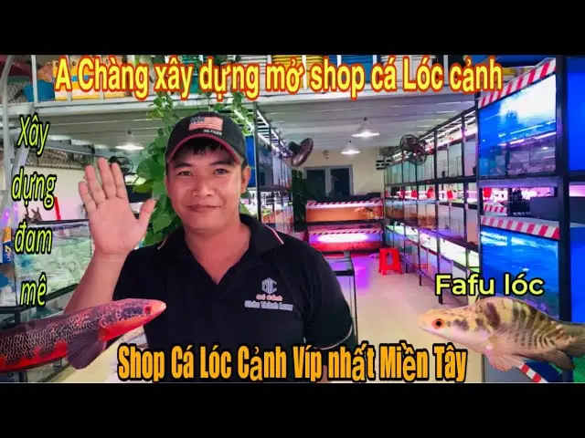 Cá Lóc Cảnh Marulioides: Loài Cá Săn Mồi Độc Đáo Cho Bể Thủy Sinh