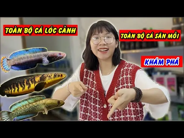 Cá Lóc Cảnh Marulioides: Loài Cá Săn Mồi Độc Đáo Cho Bể Thủy Sinh