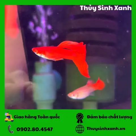 Shop Cá Thủy Sinh