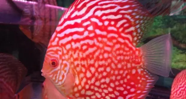 Hướng Dẫn Mua Cá Đĩa Size Nhỏ