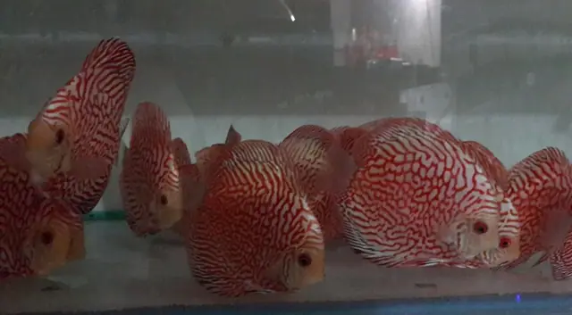 Mẫu Cá Đĩa Size Lớn Đặc Sắc