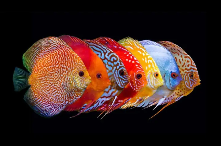 Giới Thiệu Về Siêu Thị Cá Đĩa Hà Nội