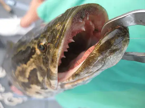 Snakehead Fish Là Cá Gì: Tất Tần Tật Về Loài Cá Chép Đá, Đặc Sản Sông Nước Việt Nam