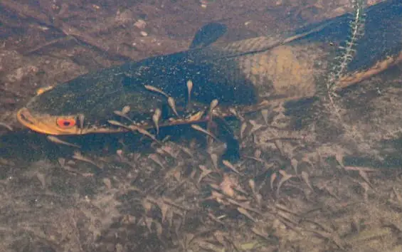 Snakehead Fish Là Cá Gì: Tất Tần Tật Về Loài Cá Chép Đá, Đặc Sản Sông Nước Việt Nam