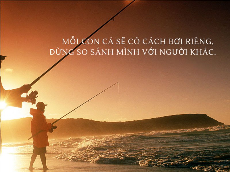 cap hay về cá cho người đam mê cá cảnh
