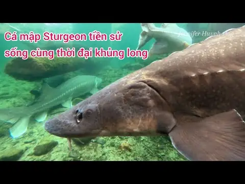 Cá Sturgeon Là Cá Gì? Loài “hóa Thạch Sống” Với Trứng Cá Muối Đắt Giá