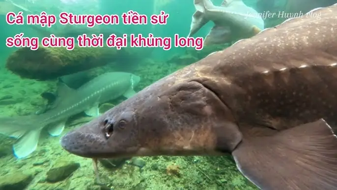 Cá Sturgeon Là Cá Gì? Loài “hóa Thạch Sống” Với Trứng Cá Muối Đắt Giá