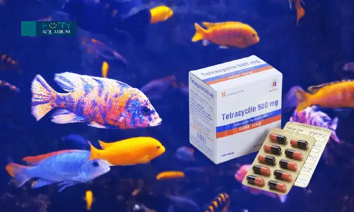Tetracyclin Là Gì Và Tại Sao Lại Dùng Cho Cá 7 Màu?