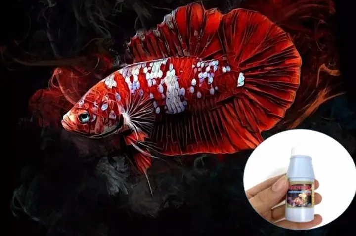Sử Dụng Tetracyclin Cho Cá 7 Màu
