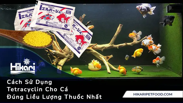 Hướng Dẫn Toàn Tập Về Sử Dụng Tetracyclin Cho Cá 7 Màu: Cách Dùng, Liều Lượng Và Phòng Ngừa Bệnh