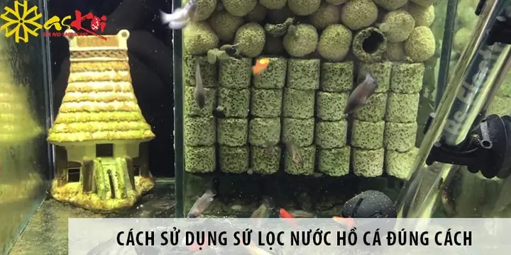 Sứ Lọc Hồ Cá Có Tác Dụng Gì: Hiểu Rõ Để Lựa Chọn Và Sử Dụng Hiệu Quả