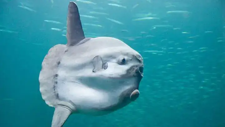Sunfish Là Cá Gì? Tổng Quan Về Loài Cá Độc Đáo Này