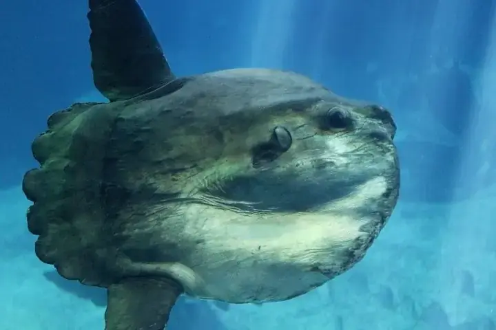 Đặc Điểm Nổi Bật Của Cá Sunfish