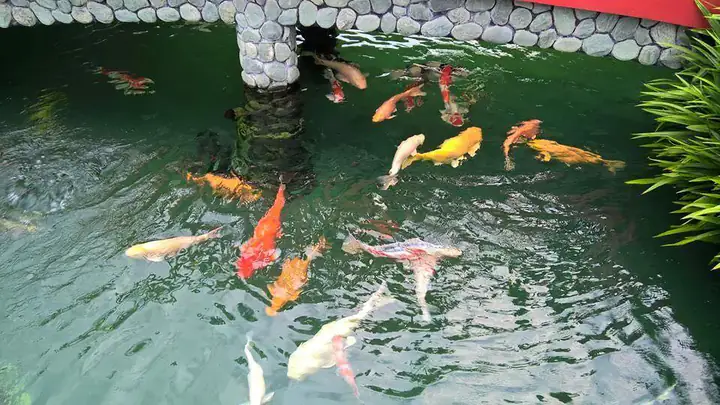 Một Số Việc Cần Làm Cho Hồ Cá Trong Mùa Đông
