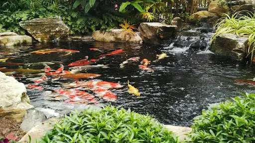 Để Thác Nước Hoạt Động