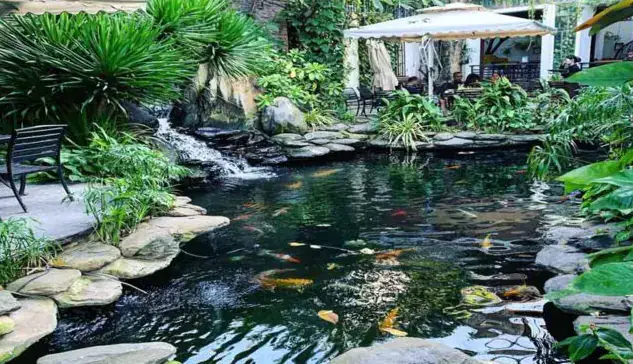 Những Lý Do Phải Sưởi Ấm Cho Cá Koi Vào Mùa Đông