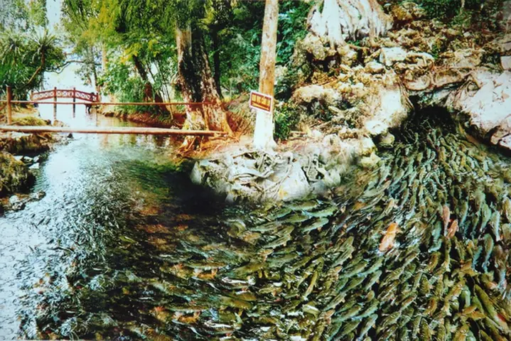 Tour Sầm Sơn - Thành Nhà Hồ - Suối Cá Thần Cẩm Lương 3 Ngày 2 Đêmtour Sầm Sơn