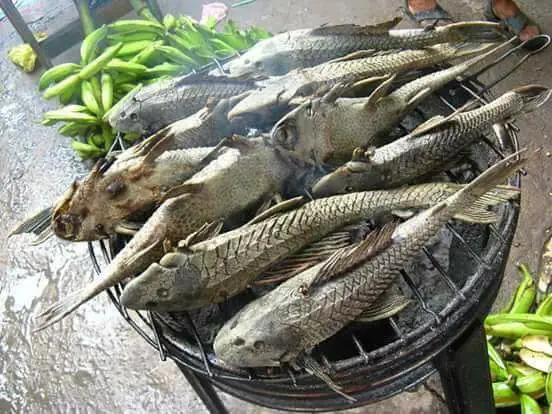 Tác Hại Của Cá Dọn Bể