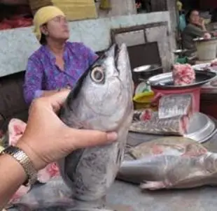 Tác Hại Của Cá Ngừ