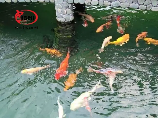 Tìm Hiểu Tại Sao Cá Bơi Ngửa Trong Quá Trình Nuôi