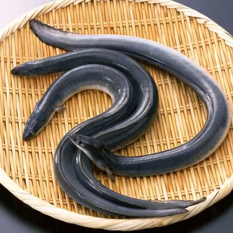 Tại Sao Cá Có Mùi Tanh