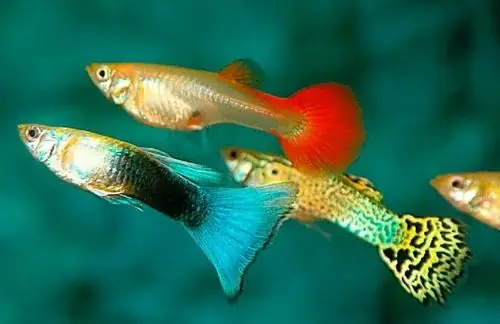 Điều Kiện Nước Kém, Ảnh Hưởng Từ Môi Trường