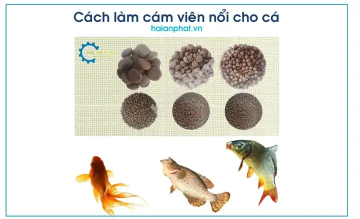 Nguyên Nhân Khoa Học Khiến Cám Cá Nổi