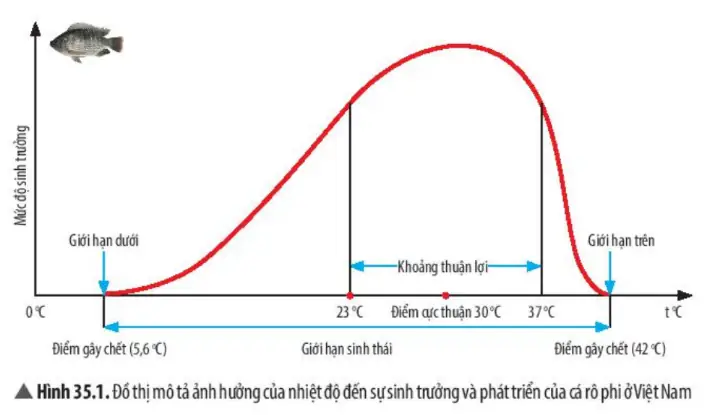 Tại Sao Khi Nuôi Cá Cảnh Trong Bể Kính
