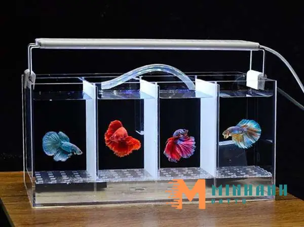 Tấm Nhựa Ngăn Bể Cá Là Gì? Hướng Dẫn Sử Dụng Và Mẹo Chọn Mua Chi Tiết